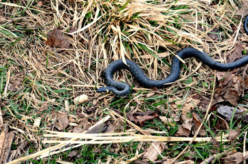 top view of european grass snake or ringed snake Natrix natrix