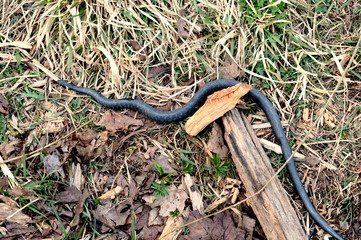 big black grass snake Natrix natrix in dry grass and autumn leaves
