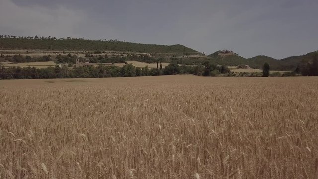 Flying over a wheat field in the afternoon. Solsona, Province of Lleida, Catalonia, Spain