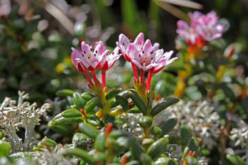 Obraz premium azalea nana (Loiseleuria procumbens)