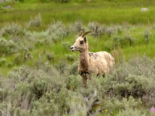 Naklejka na ściany i meble Bighorn sheep - ewe - in natural environment