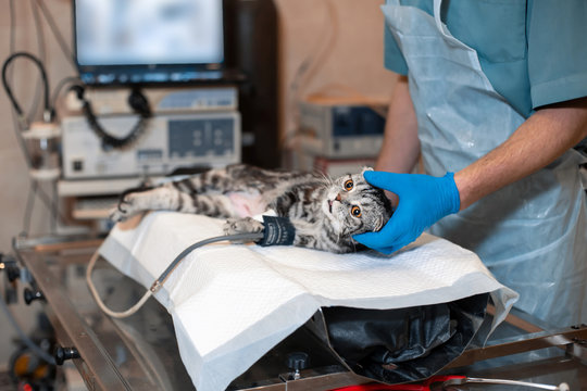 anesthesiologist prepares a cat for surgery. Pet surgery