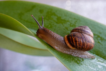 snail on green leaf