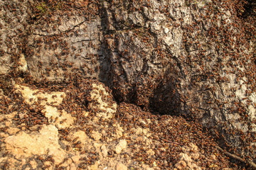 a large colony of ants on a tree