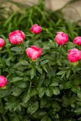 Fototapeta na wymiar Group of Pink Tulips