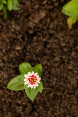 Single Isolated Pink Flower in Dirt