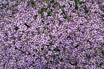 Groundcover blooming purple flowers thyme serpyllum on a bed in the garden