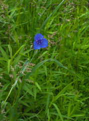 Single Spiderwort