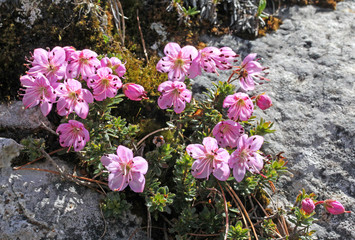 rododendro nano (Rhodothamnus chamaecistus)