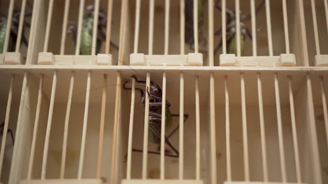 Asian Flea Market Giant Grasshoppers in a Cage