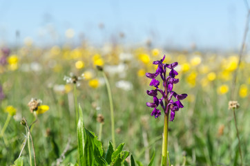 Spring season flowers with a wild growing orchid in a ground level image