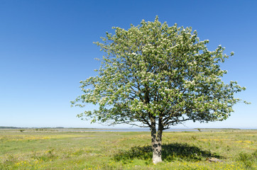 Lone Whitebeam tree by springtime in a green and bright coastland with yellow flowers