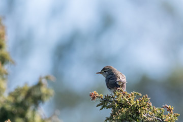 Small songbird, Lesser Whitethrout, on a juniper twig