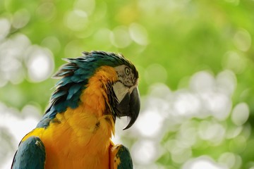 オウム