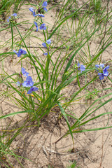 Spiderwort (Tradescantia virginiana) on the sand dune