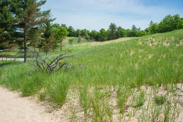 Sand Dunes and Trees