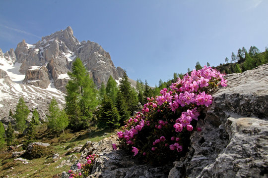 rododendro nano (Rhodothamnus chamaecistus); sullo sfondo il Cimon de la Pala