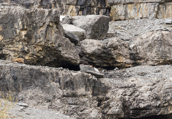 Wild animal on Alps, ibexes on the mountain slope