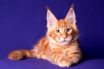 Adorable cute kitten on blue background in studio, isolated.