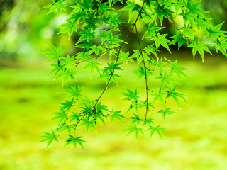 青もみじイメージ　三千院