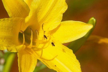 Nectar Transport, Closeup, macro shot