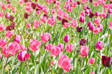 Lawn of pink tulips
