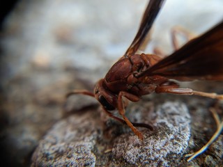 macro shot of a red wasp
