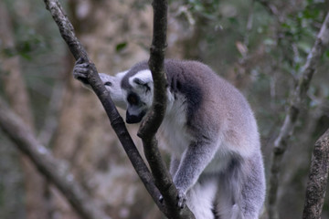singes