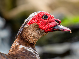 Muscovy Duck In The Wild with its signature red face.
