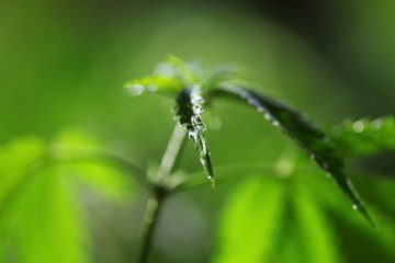 drops of water flow down the leaf hemp