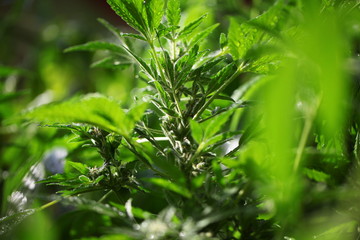 plant hemp blooming. medical cannabis growing. marijuana farm