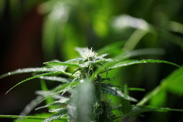 plant hemp blooming. medical cannabis growing. marijuana farm