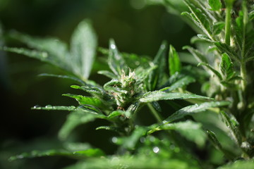 plant hemp blooming. medical cannabis growing. marijuana farm