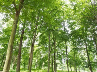 Waldbaden - den Geist beleben und Energie tanken