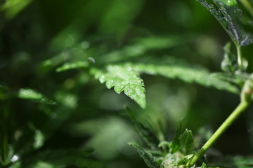 plant hemp blooming. medical cannabis growing. marijuana farm