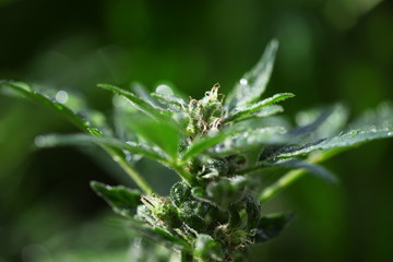 plant hemp blooming. medical cannabis growing. marijuana farm