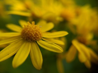 Macro shot of a wildflower on a sunny day.
