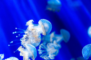 white spottet jellyfish