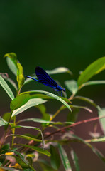 A dragonfly on green background