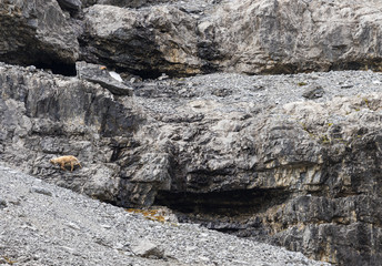 Wild animal on Alps, ibexes on the mountain slope