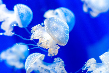 white spottet jellyfish