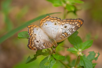 butterfly on leaf
