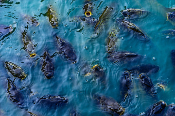 a lot of feeding freshwater fish in ponds in boiling water water.