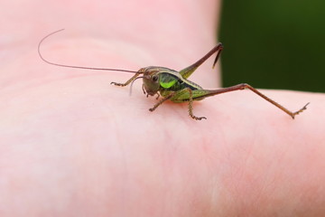 grasshopper on hand, detail