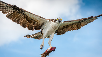 Naples Osprey and Prey