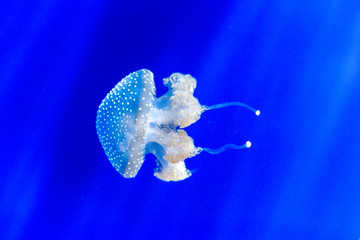 white spottet jellyfish