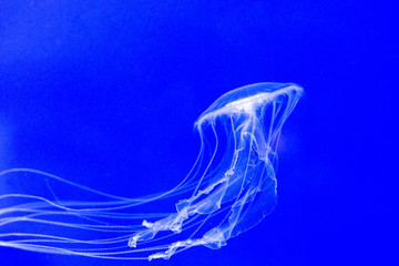 Jellyfish underwater 