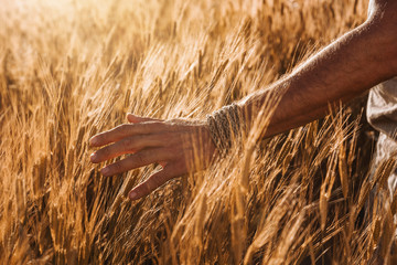 Close up of male hand in the organic wheat field at the sunset with copy space