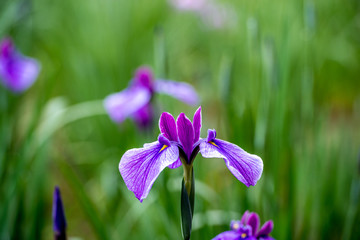普光寺のアジサイ