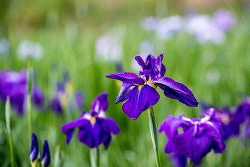 普光寺のアジサイ